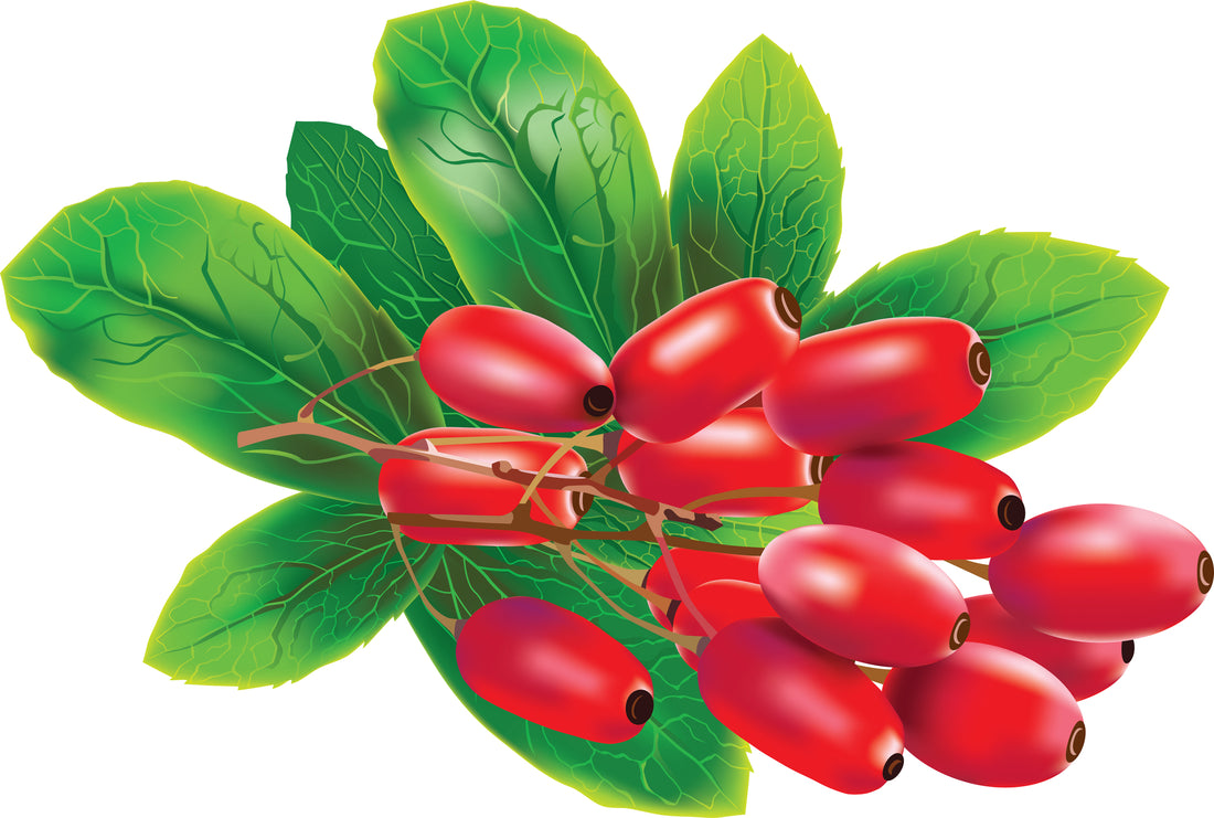 Berberine: Unveiling the Excitement and Potential Benefits - Nature's Ozempic?